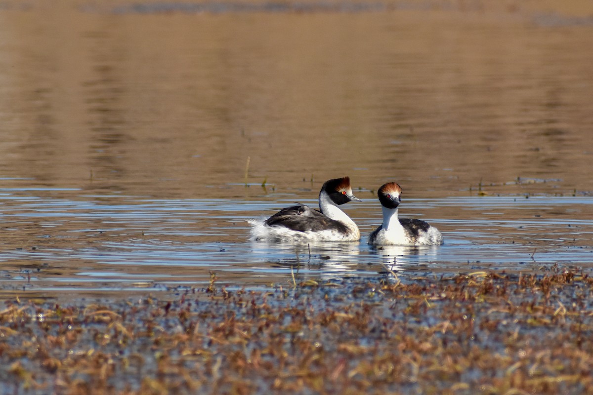 Hooded Grebe - ML458938181