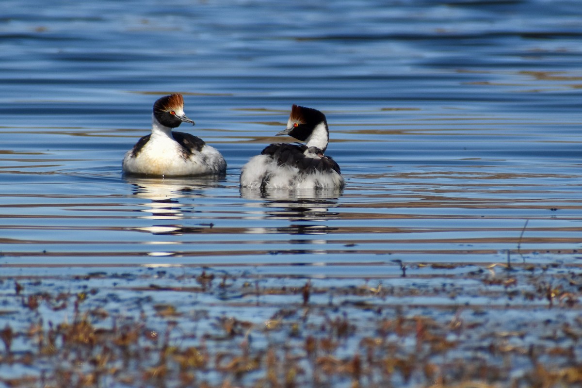 Hooded Grebe - ML458938261