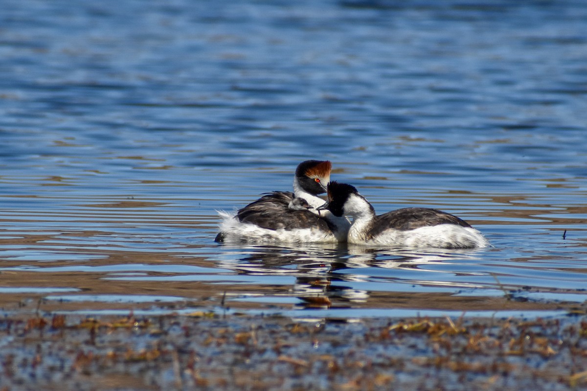 Hooded Grebe - ML458938271