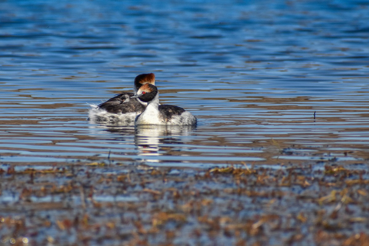 Hooded Grebe - ML458938351