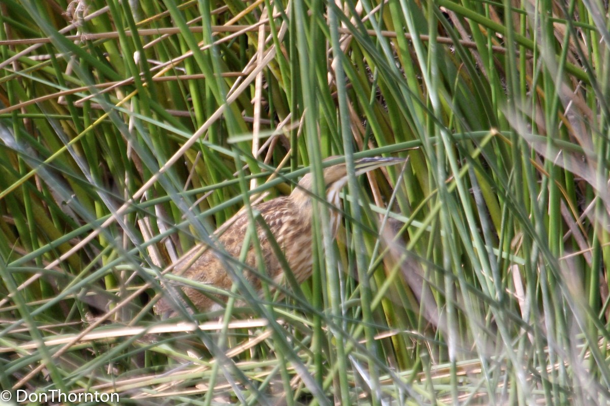 American Bittern - ML458938971