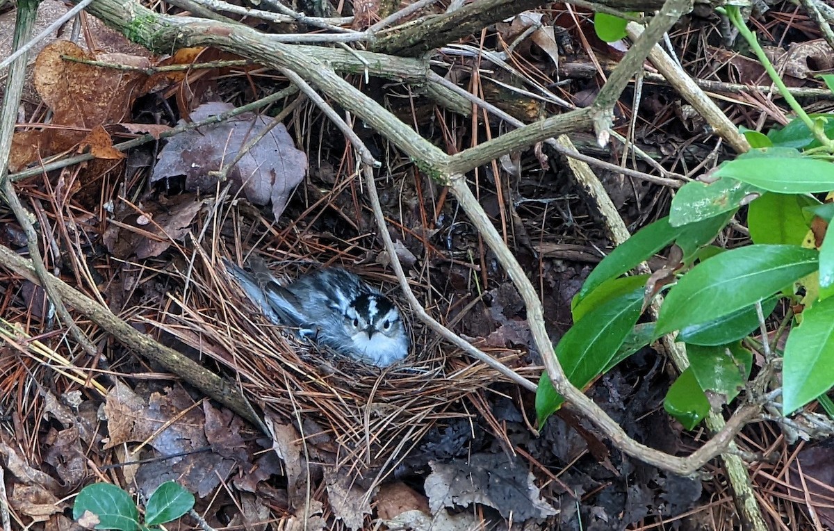 Black-and-white Warbler - ML458939381