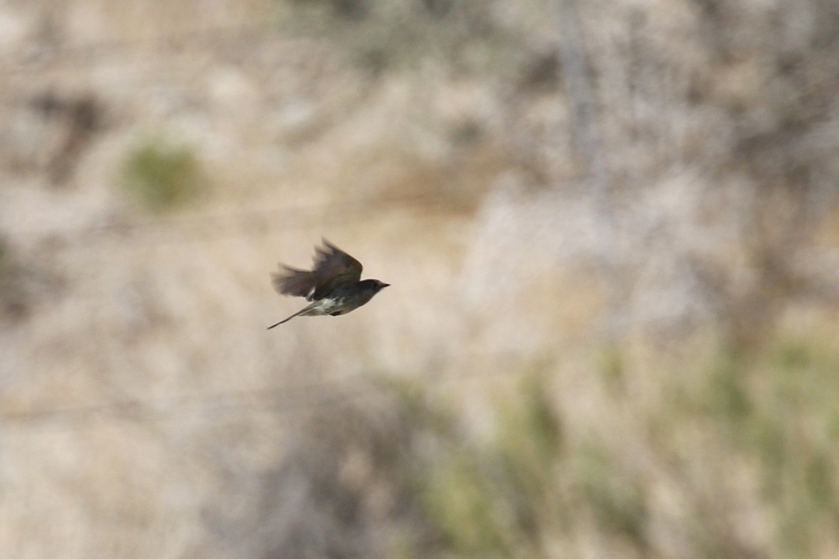 Dusky Flycatcher - Ted Keyel