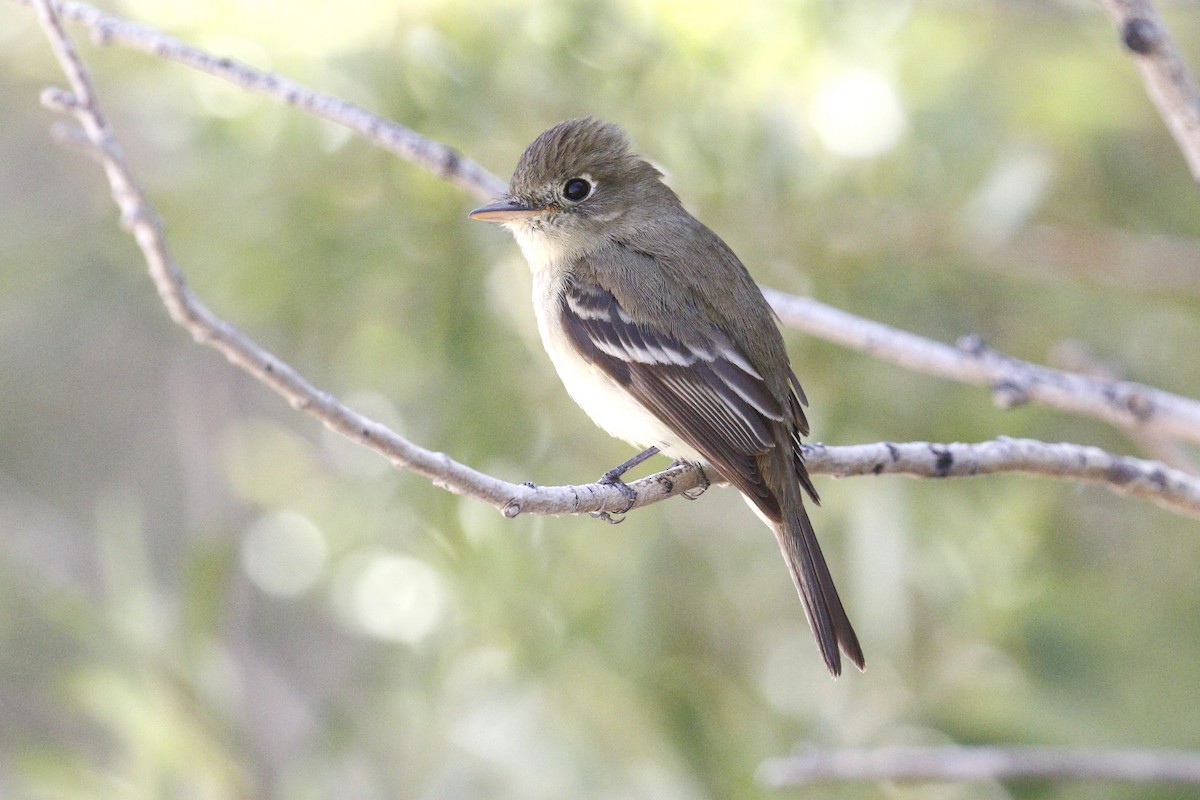 Empidonax sp. - Ted Keyel