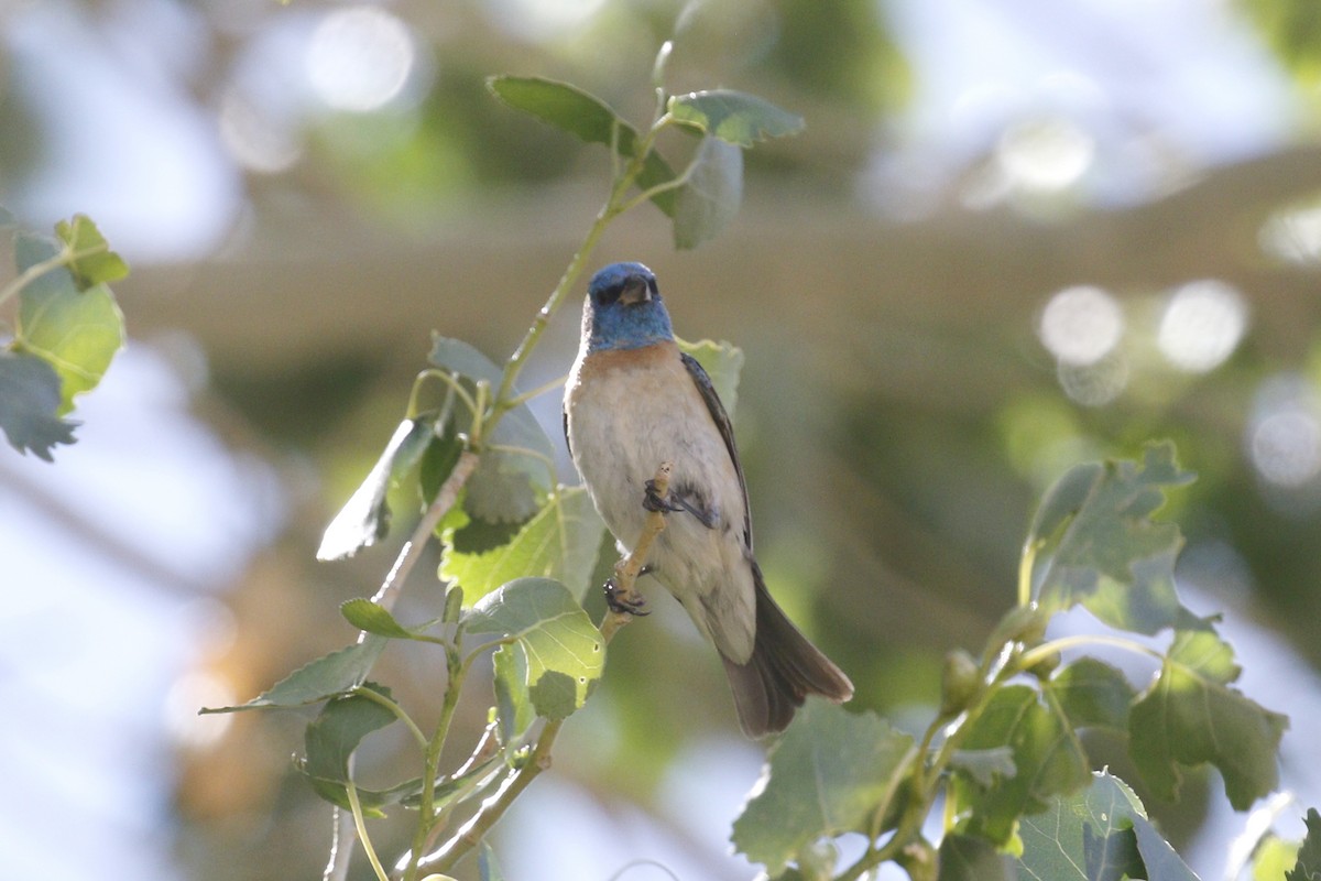 Lazuli Bunting - ML458939831