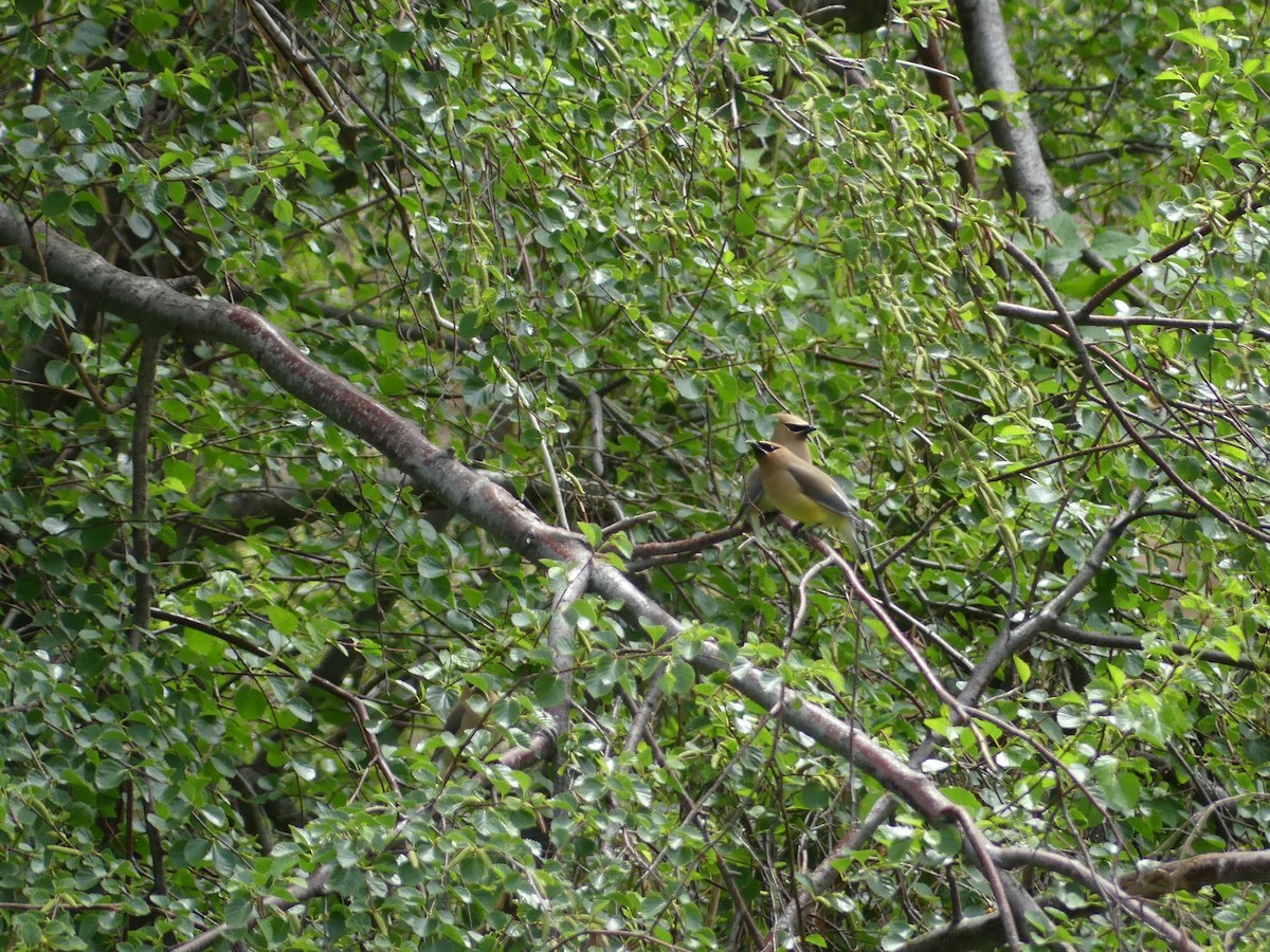 Cedar Waxwing - ML458939951