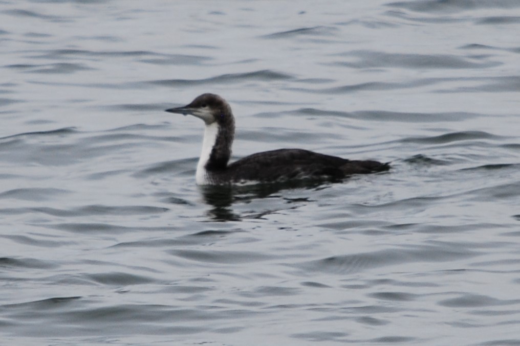 Pacific Loon - Joanna  Kane