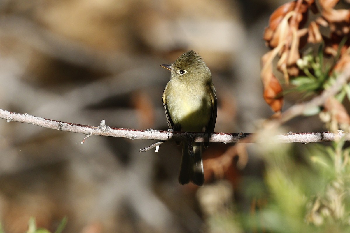 Western Flycatcher (Pacific-slope) - ML458940201