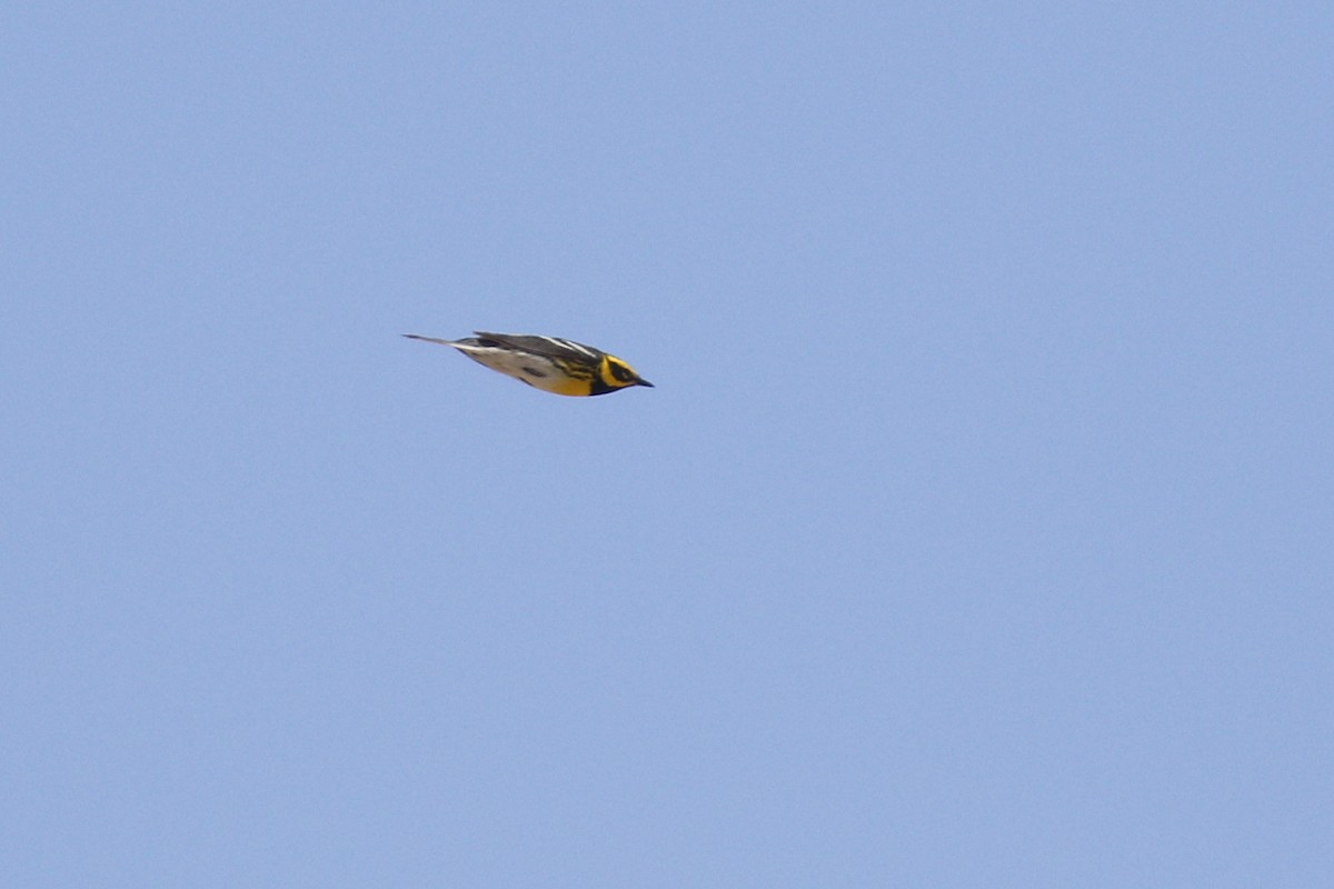 Townsend's Warbler - ML458940341