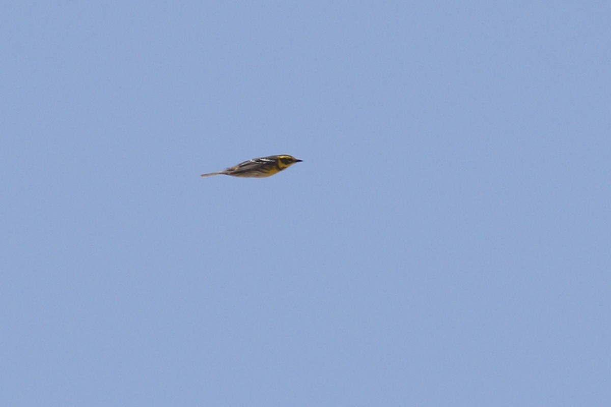 Townsend's Warbler - Ted Keyel