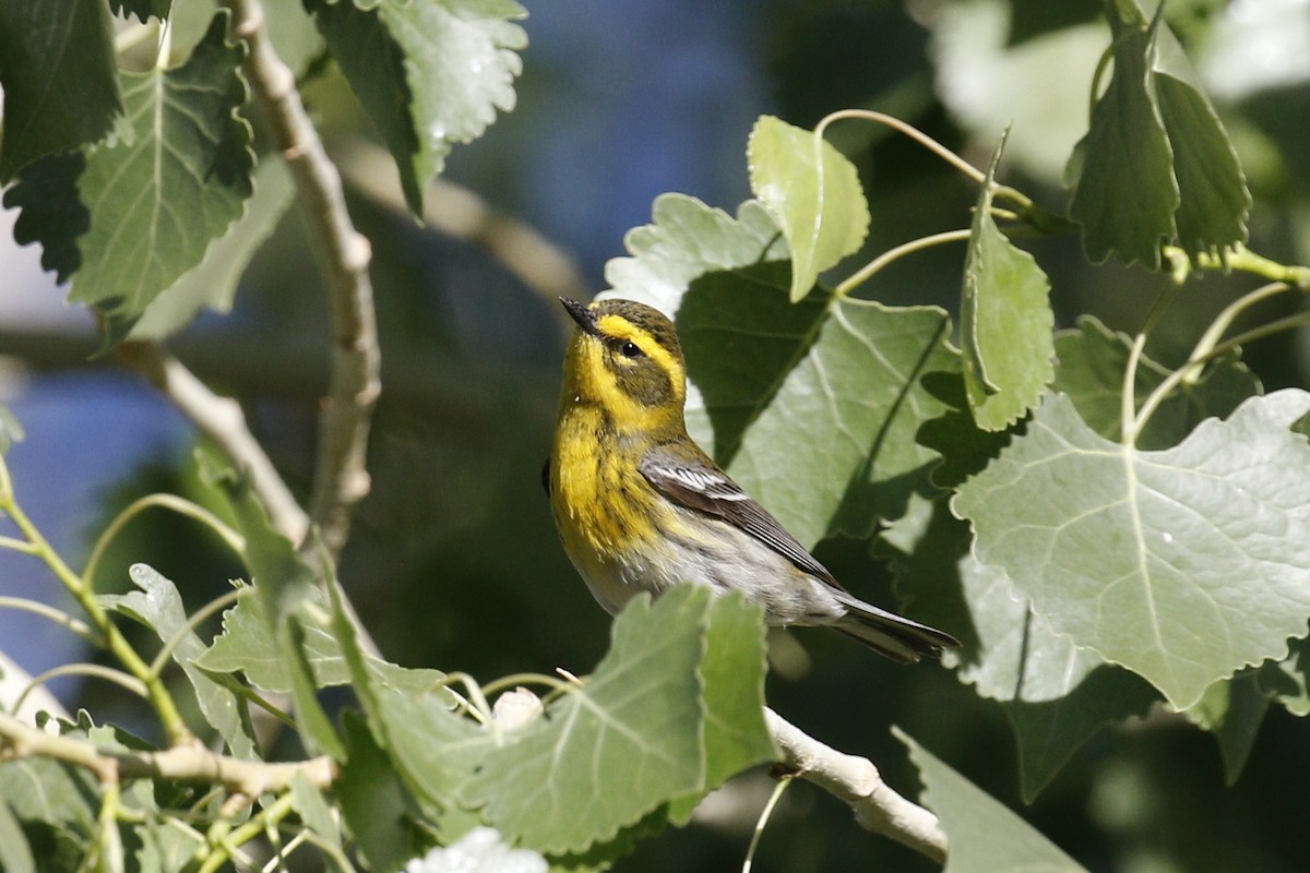 Townsend's Warbler - Ted Keyel