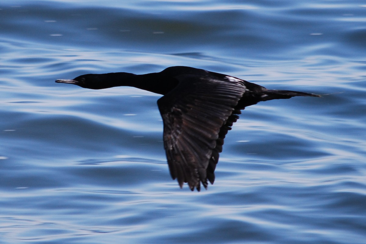 Pelagic Cormorant - Joanna  Kane