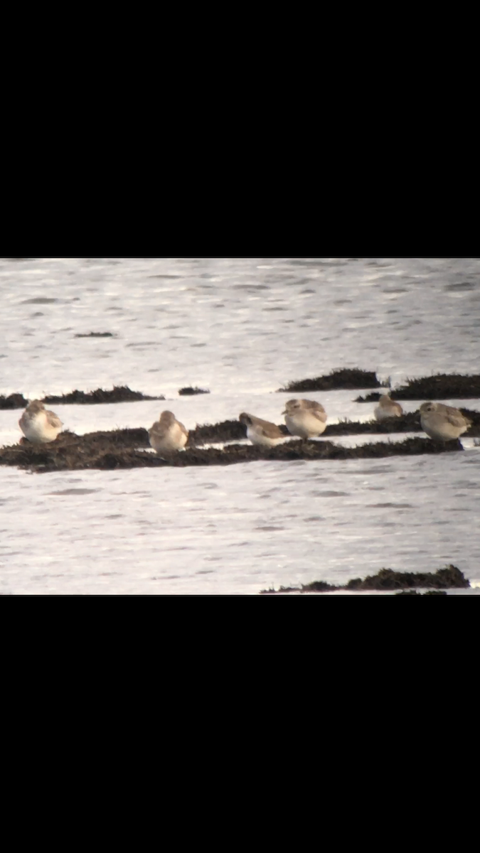 Black-bellied Plover - ML45894111