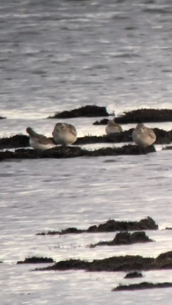 Black-bellied Plover - ML45894121