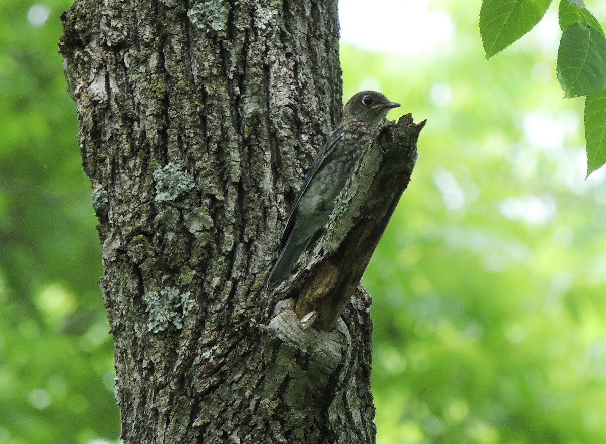 Eastern Bluebird - ML458941581