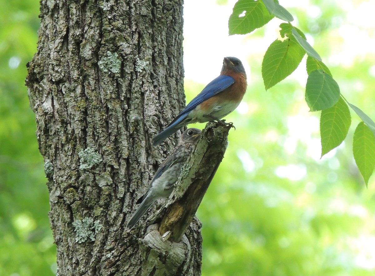 Eastern Bluebird - ML458941621