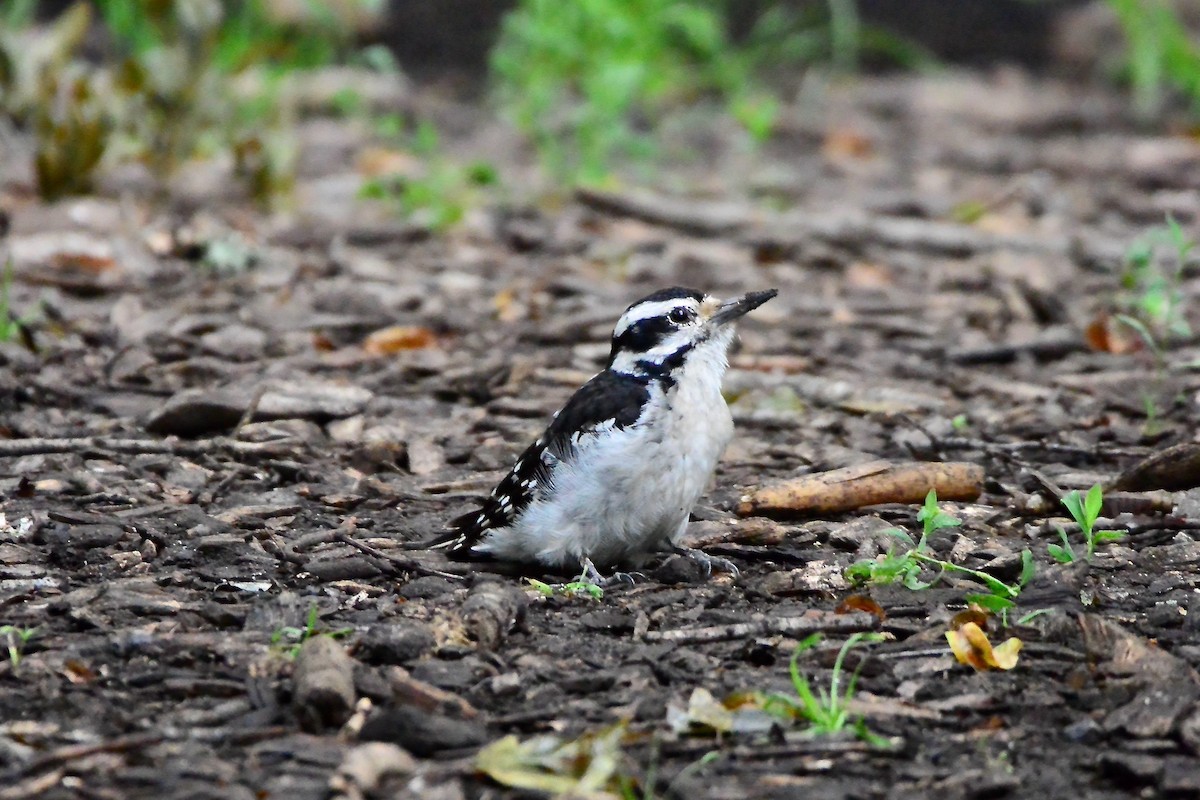 Hairy Woodpecker - ML458943081