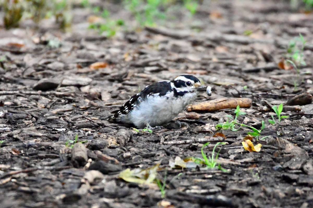 Hairy Woodpecker - ML458943171