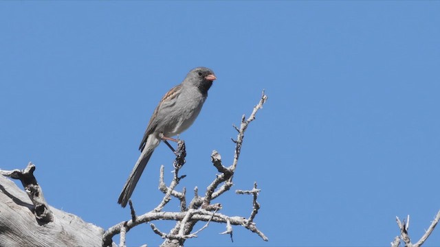 Black-chinned Sparrow - ML458943701