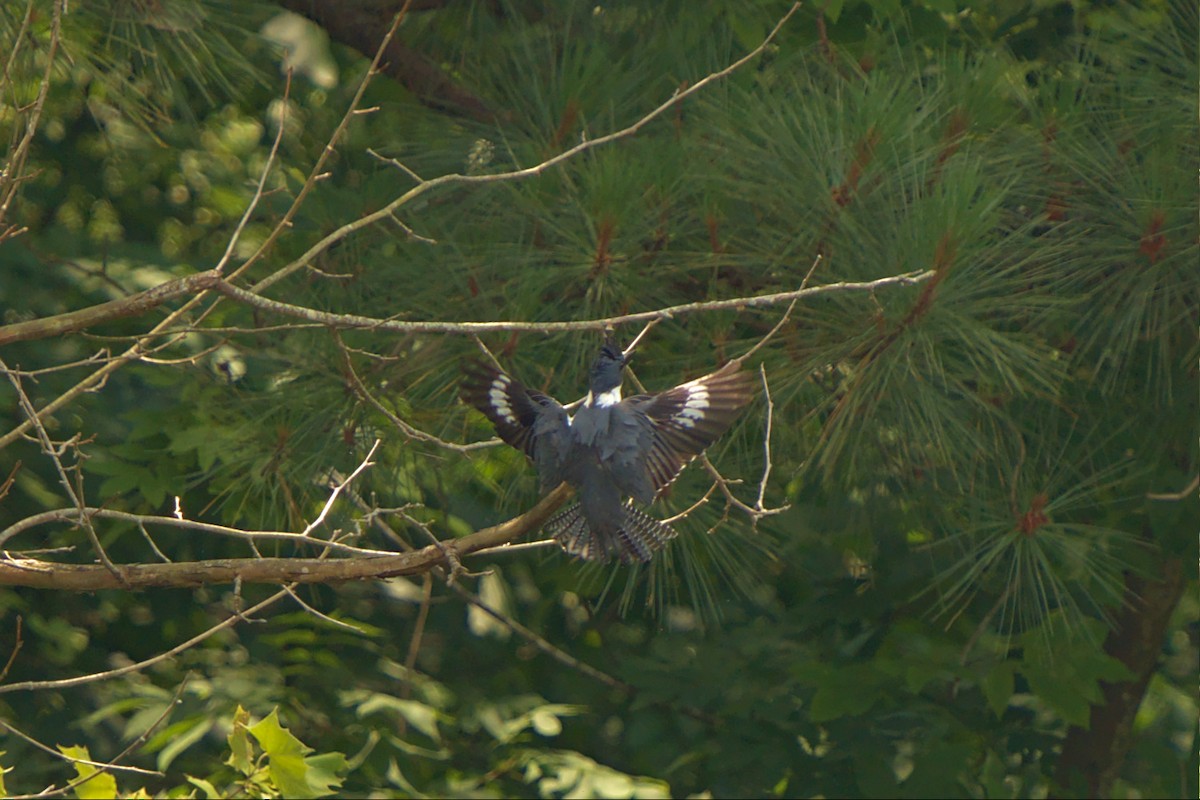 Belted Kingfisher - ML458944551