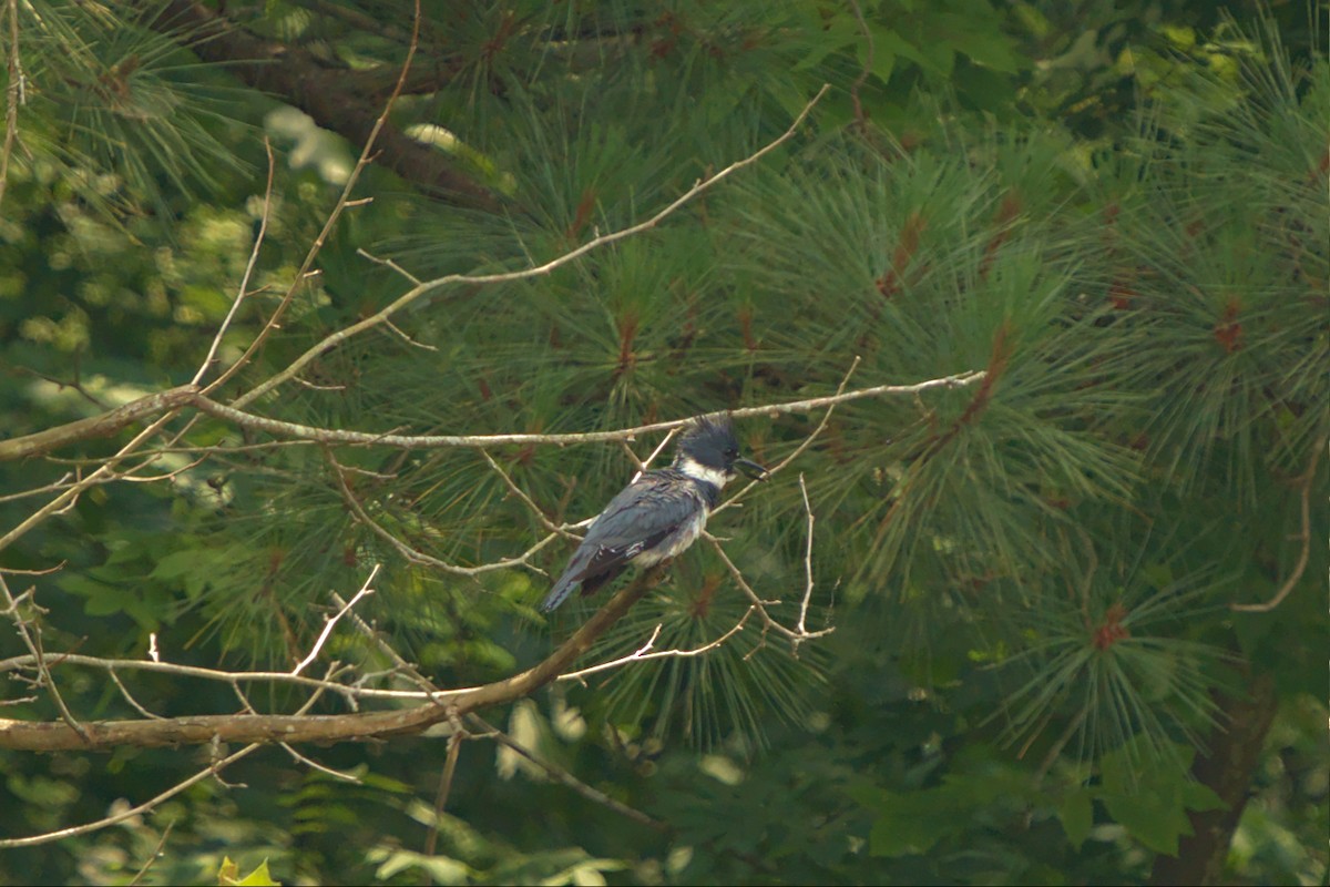 Belted Kingfisher - ML458944571