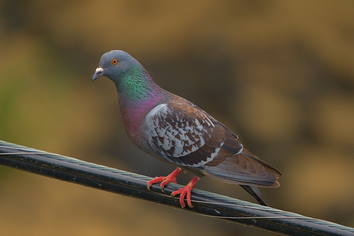 Rock Pigeon (Feral Pigeon) - ML458945051