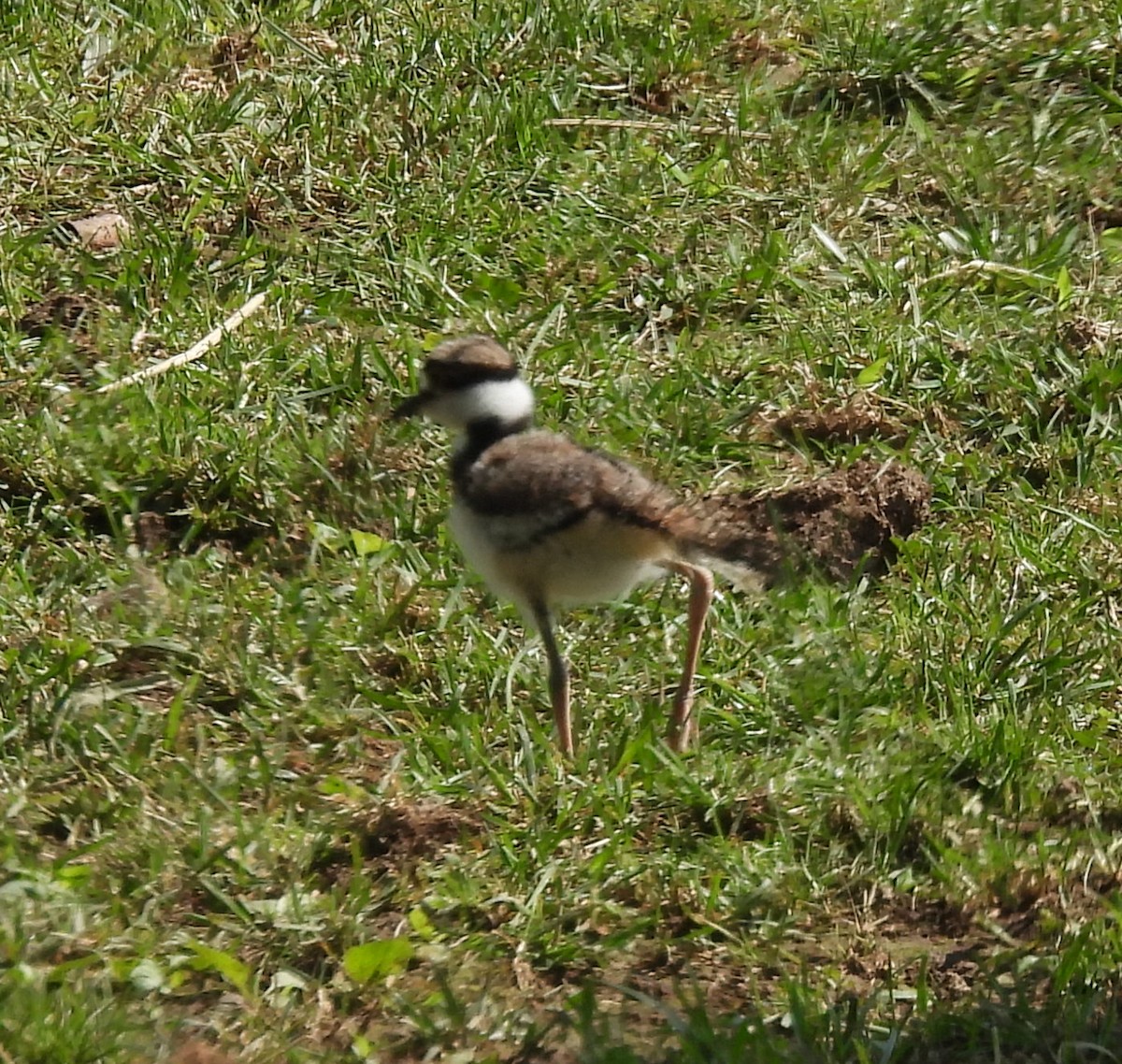 Killdeer - ML458945411