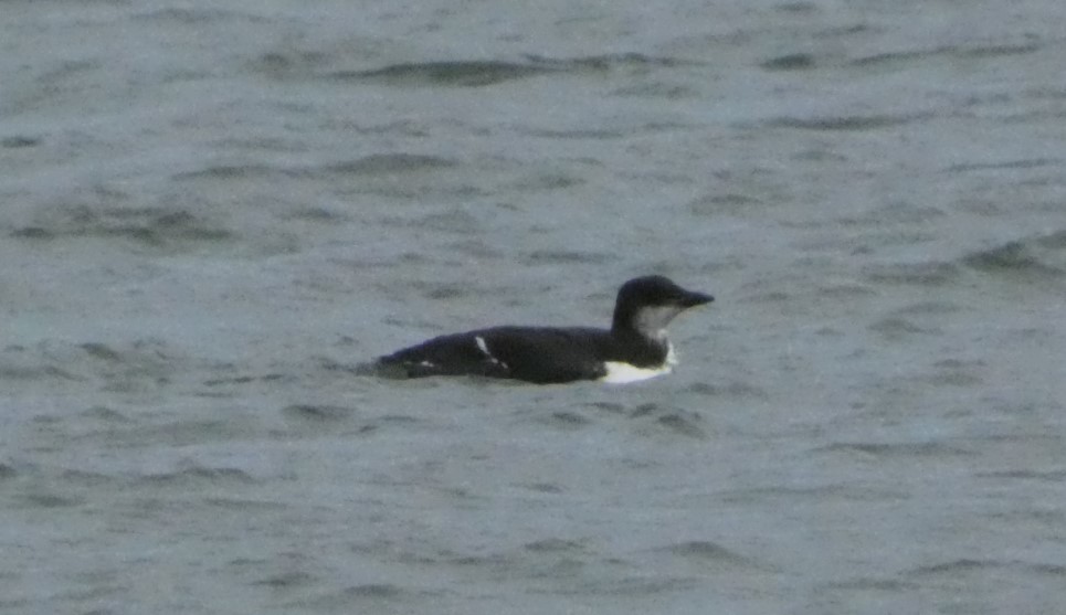 alkoun tlustozobý - ML458945461