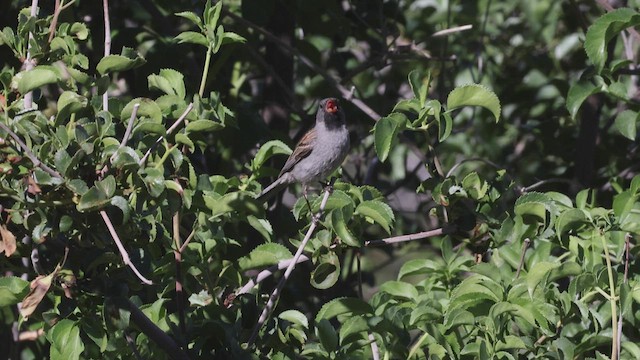 Black-chinned Sparrow - ML458945601