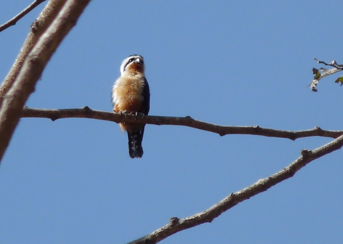 Falconete Acollarado - ML45894591