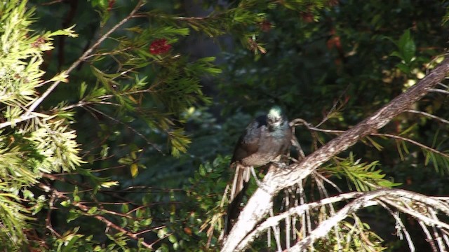 Brown Sicklebill - ML458946