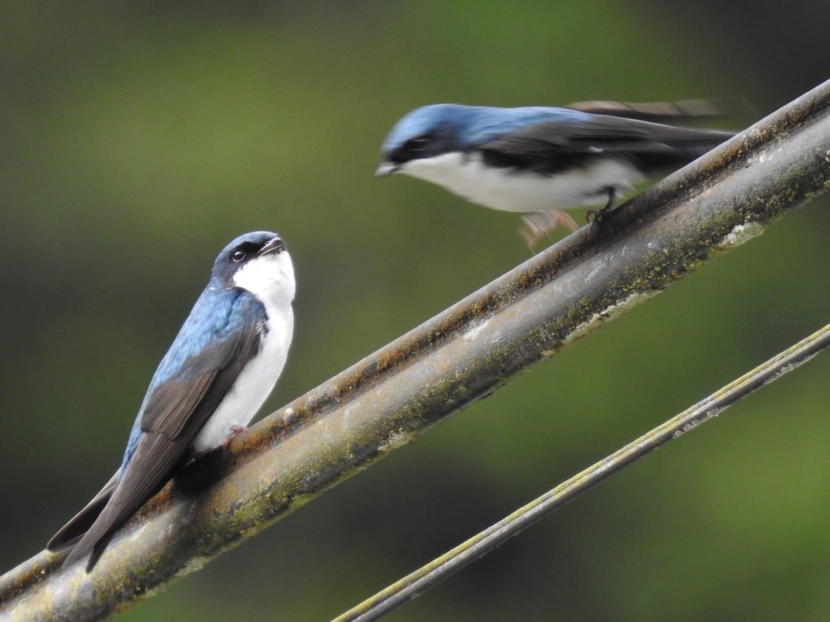 Blue-and-white Swallow - ML458946371