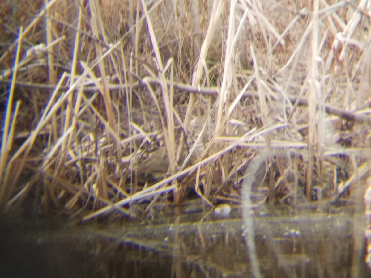 American Bittern - ML45894731