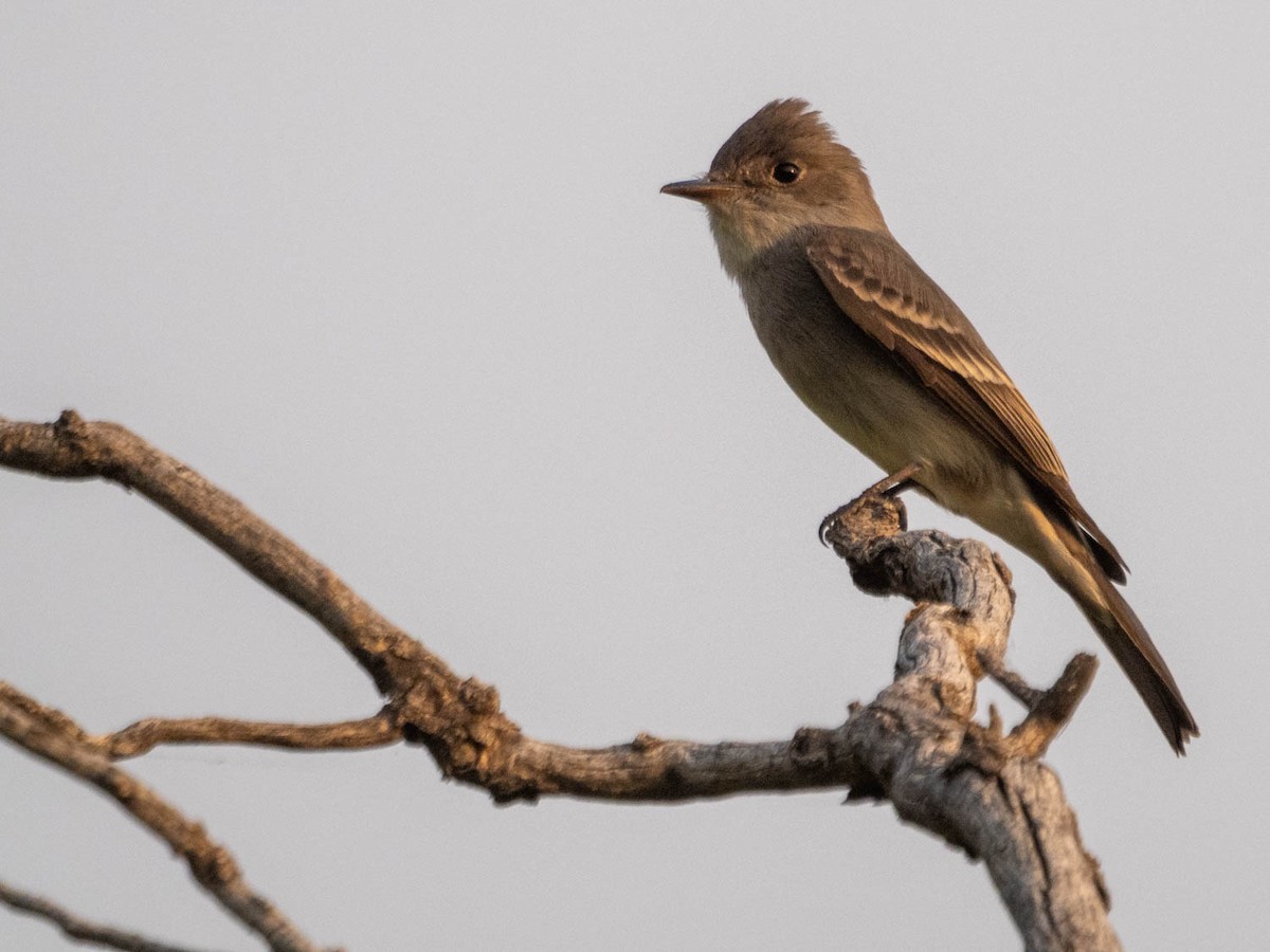 Western Wood-Pewee - ML458947681