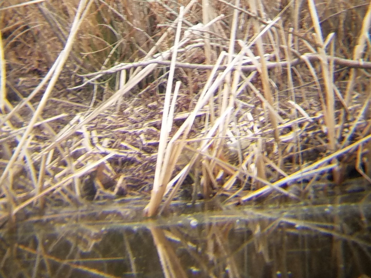 American Bittern - ML45894781