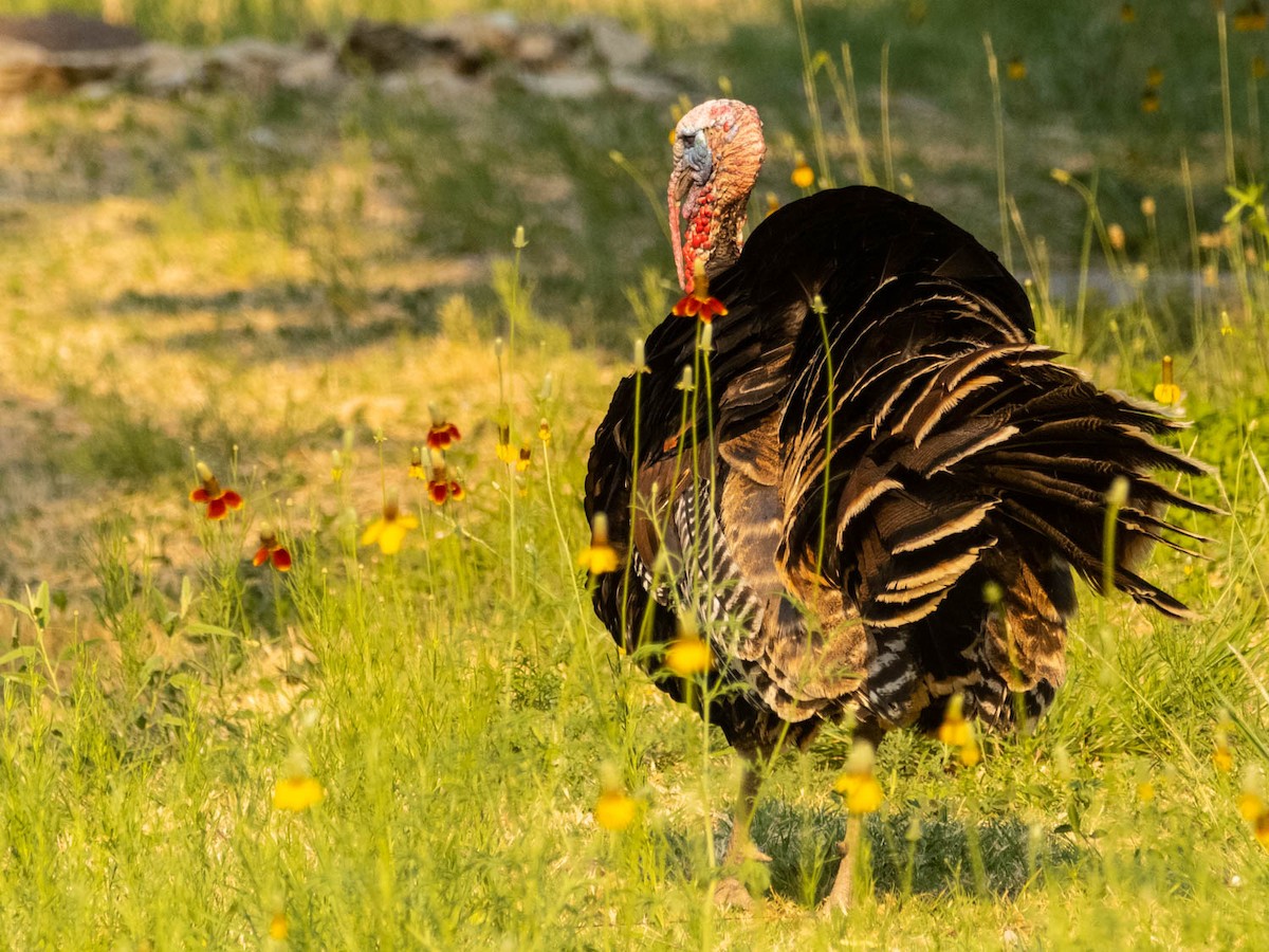 Wild Turkey - Tim Ludwick