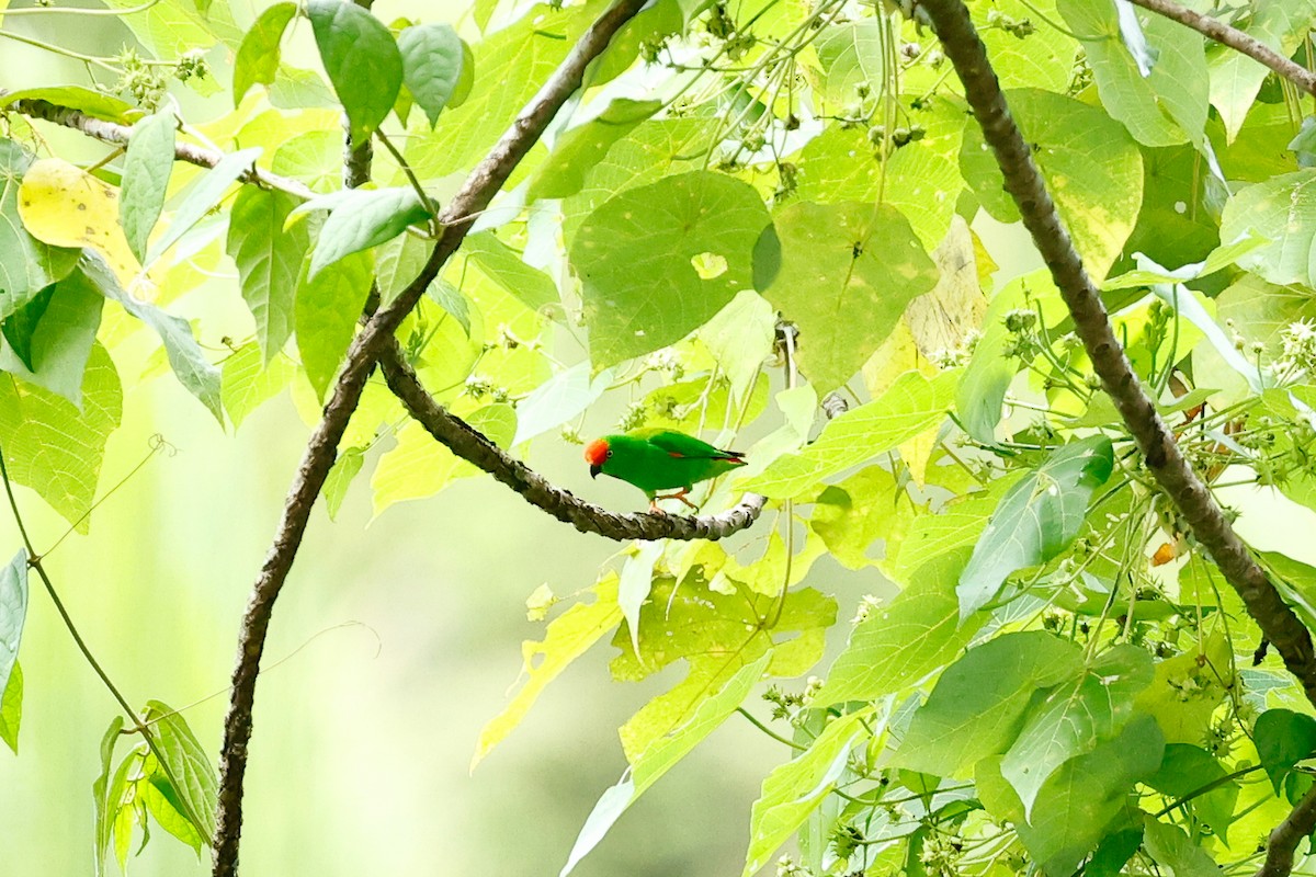 Moluccan Hanging-Parrot - ML458948371