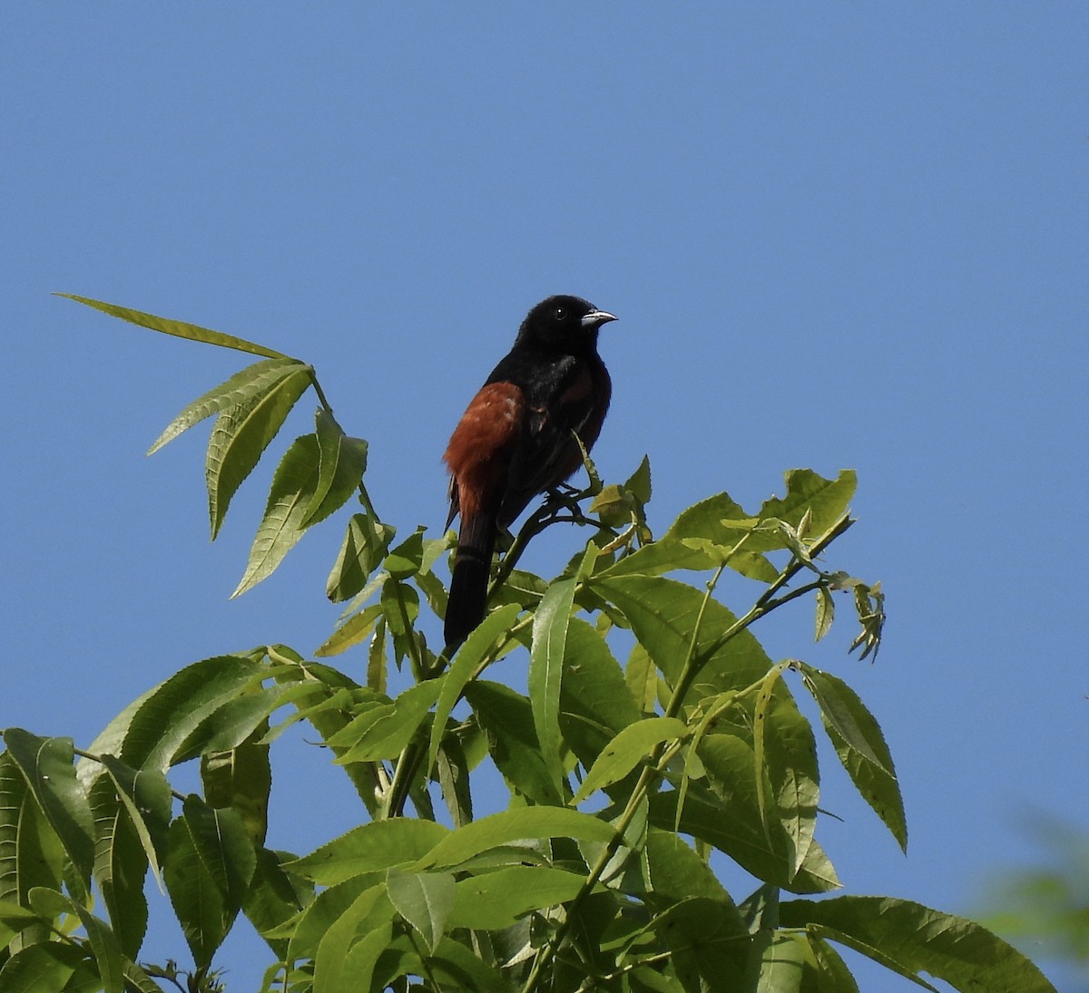 Orchard Oriole - ML458950221