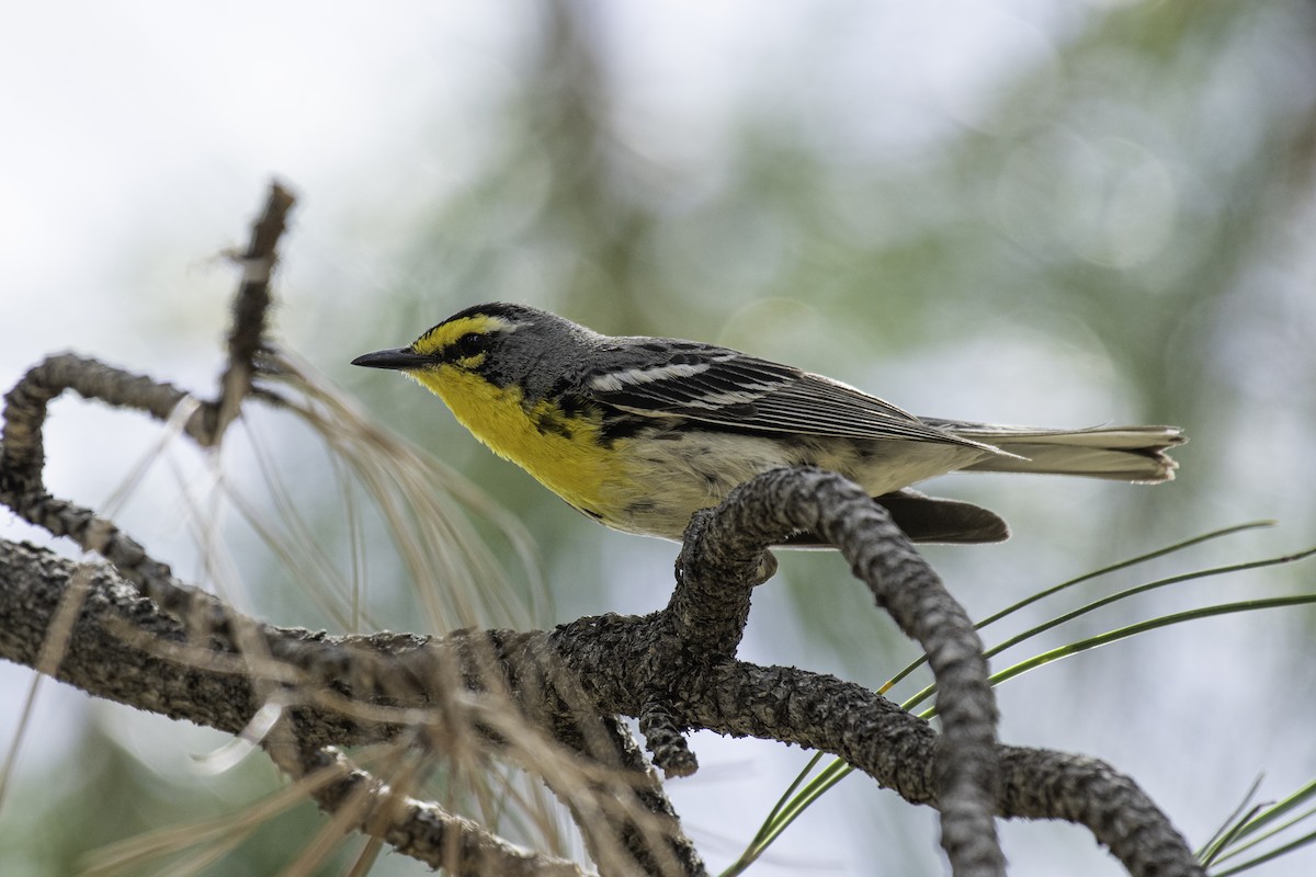 Grace's Warbler - ML458950421