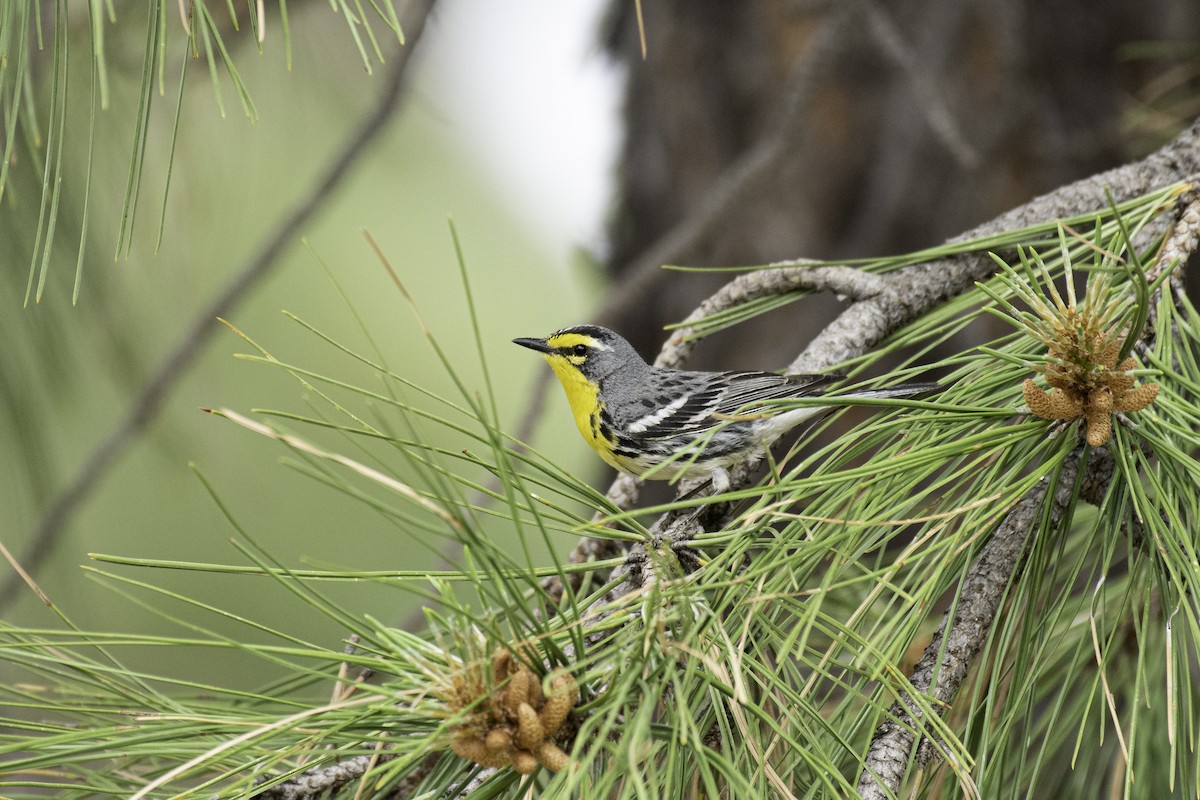 Grace's Warbler - ML458950451