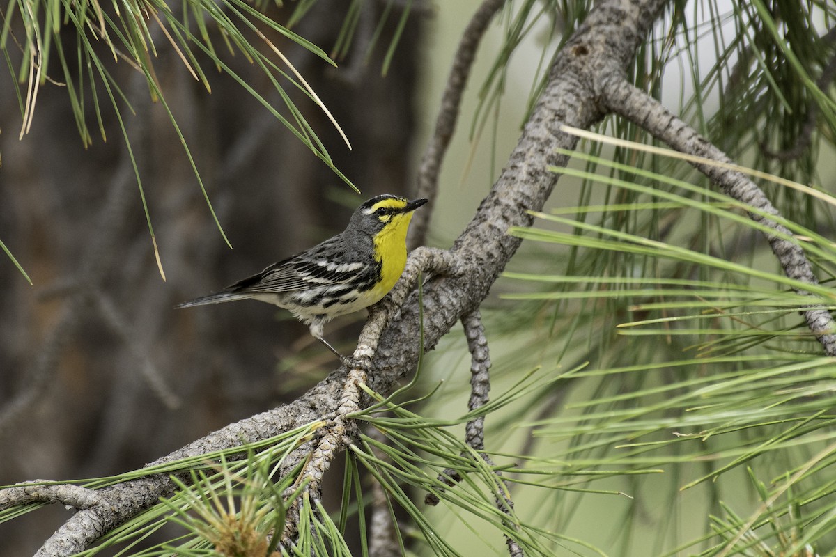 Grace's Warbler - ML458950551