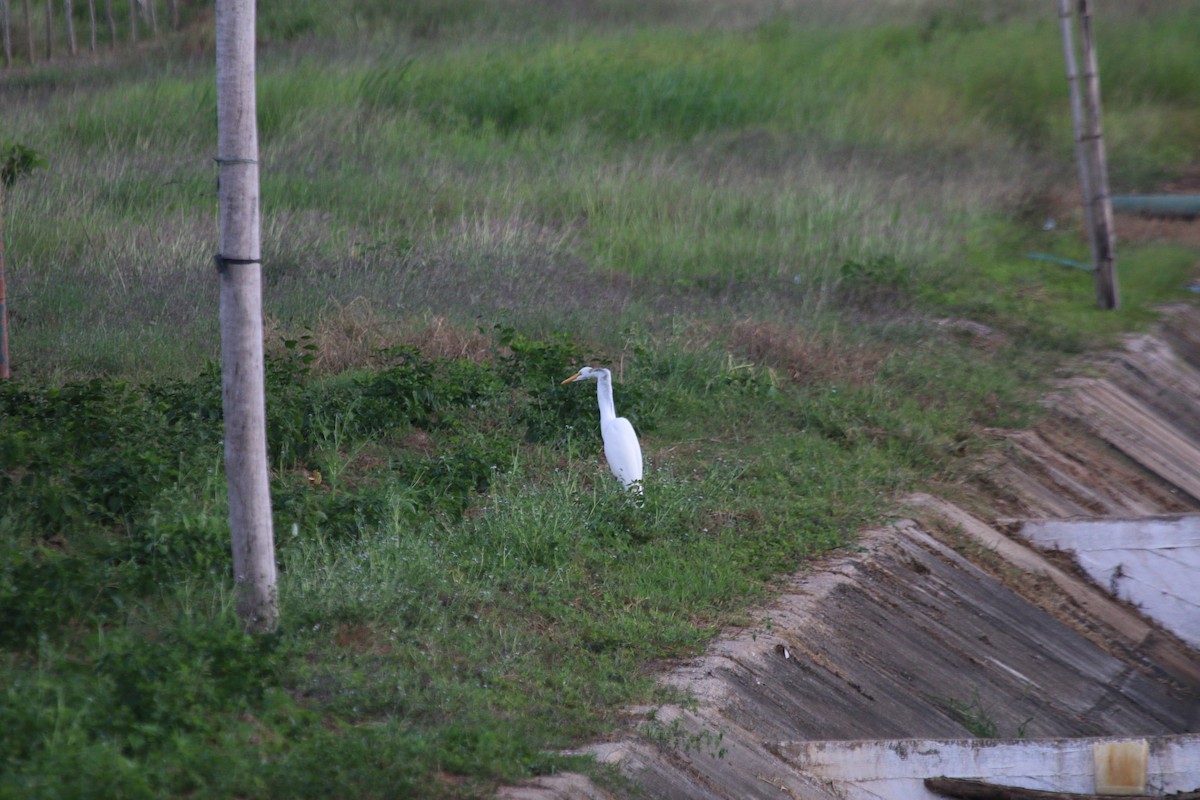 Great Blue Heron - ML45895091