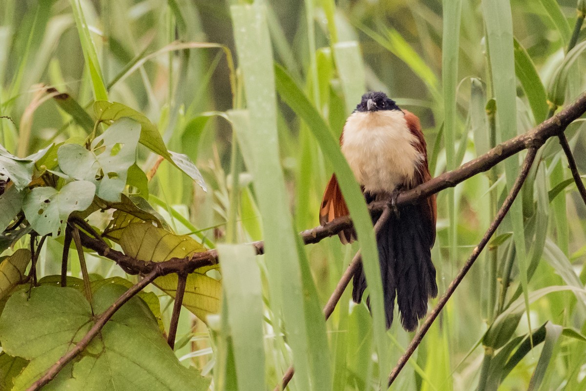 Coucal du Sénégal - ML458951261