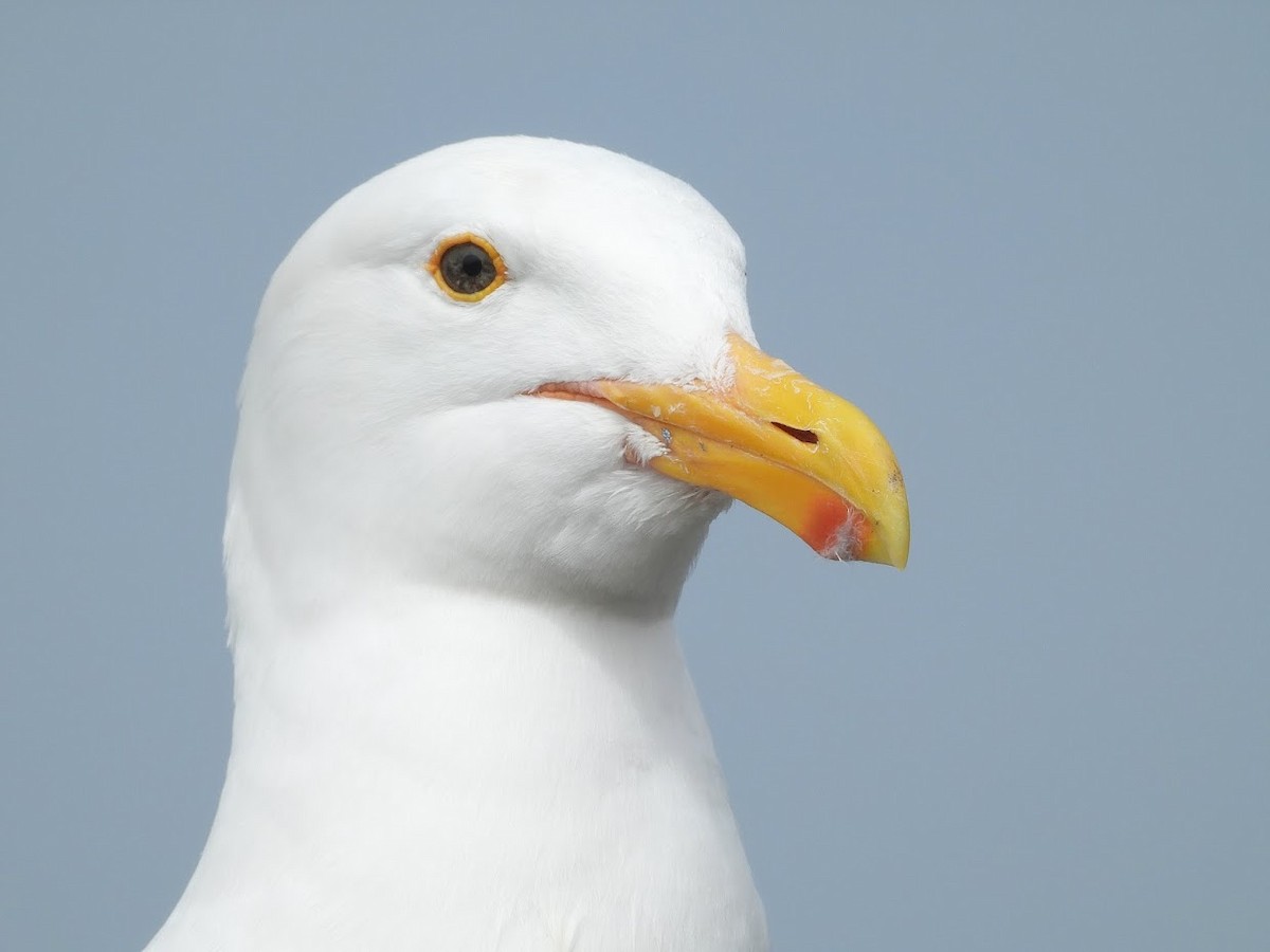 Western Gull - ML458955351