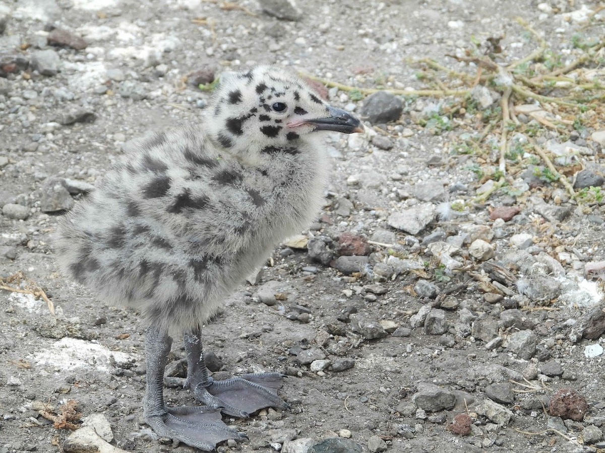 Western Gull - Long-eared Owl