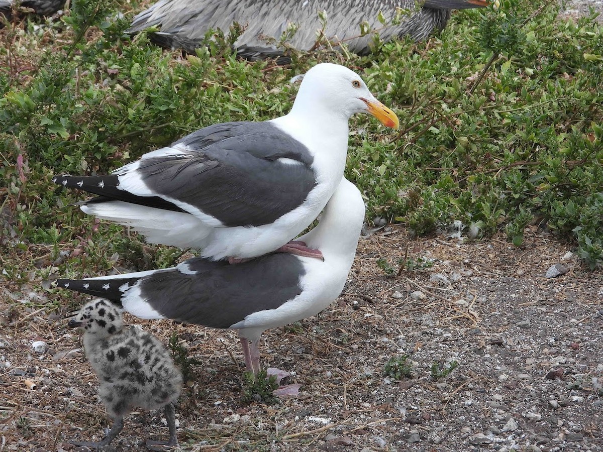 Western Gull - ML458955411