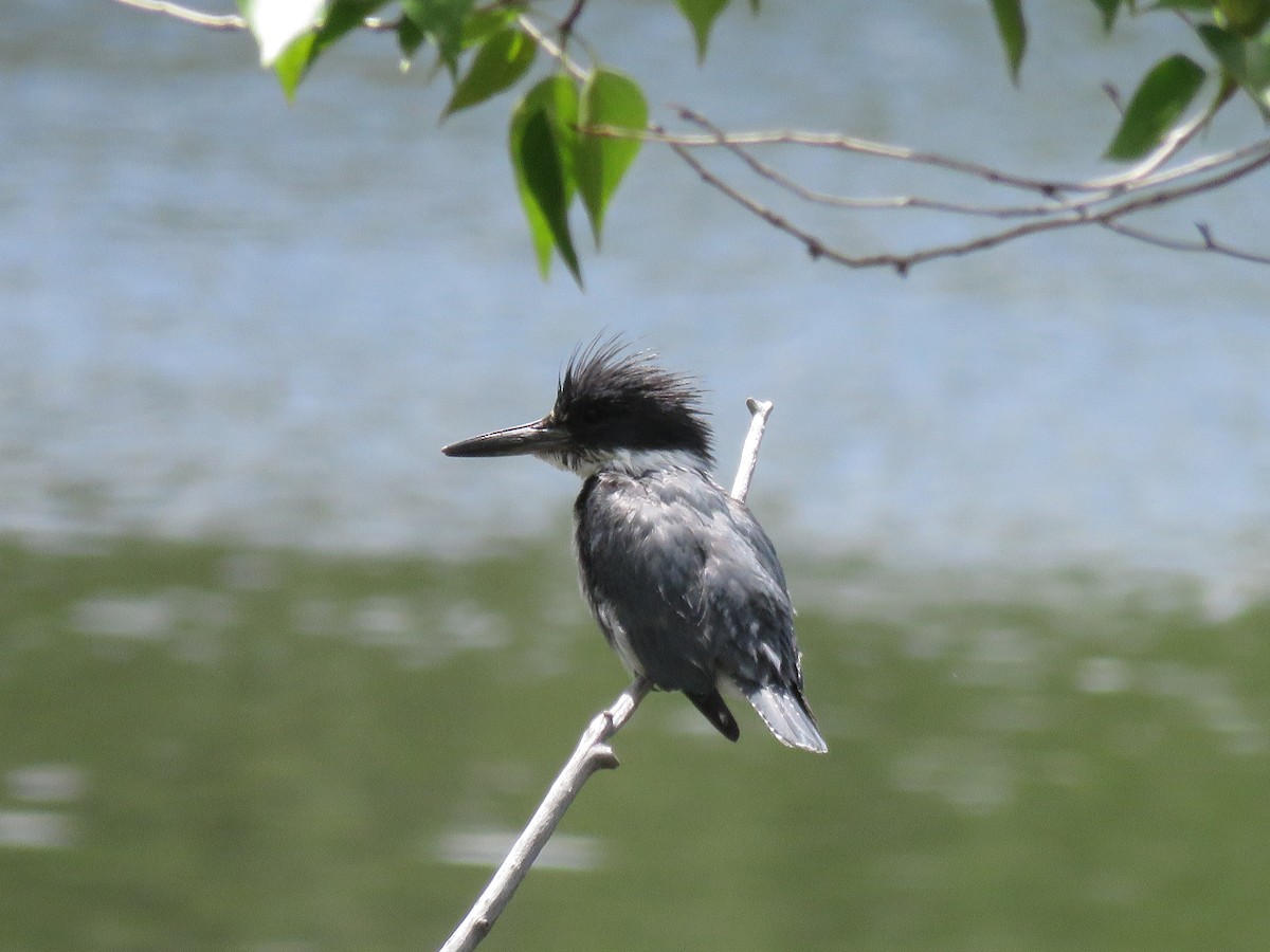 Belted Kingfisher - ML458955711