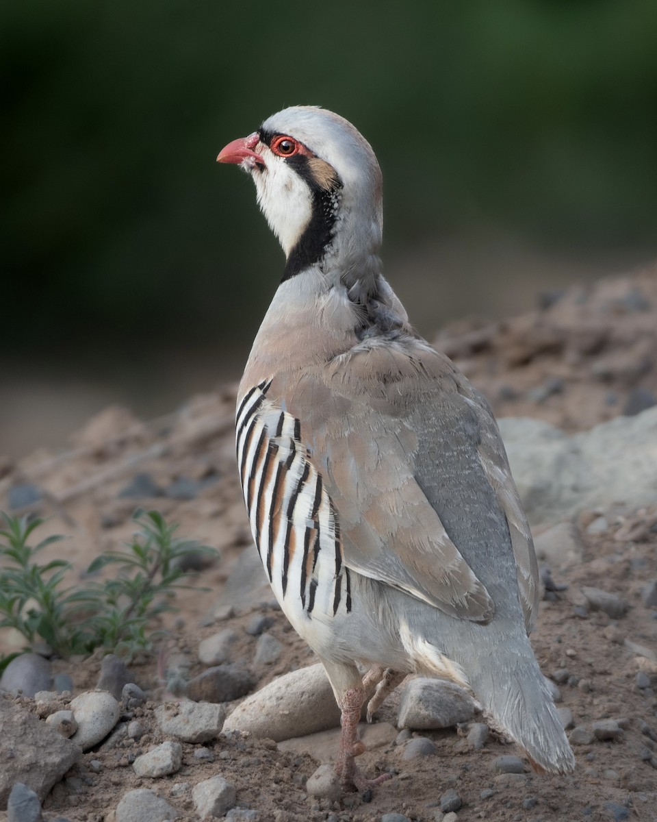Chukarhuhn - ML458956201