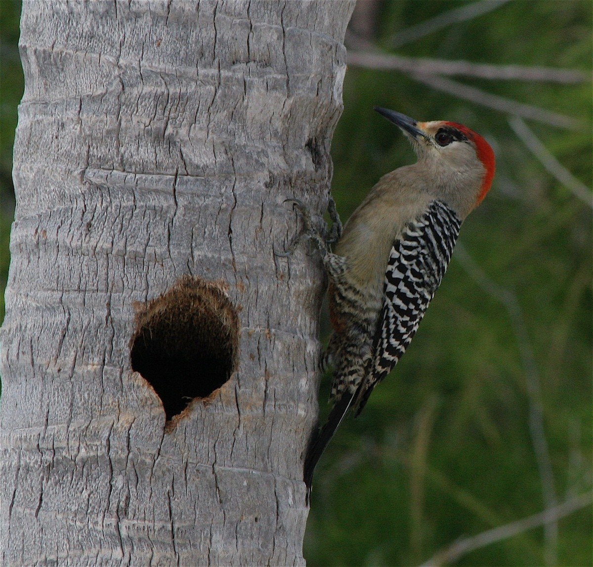 West Indian Woodpecker - ML458956891