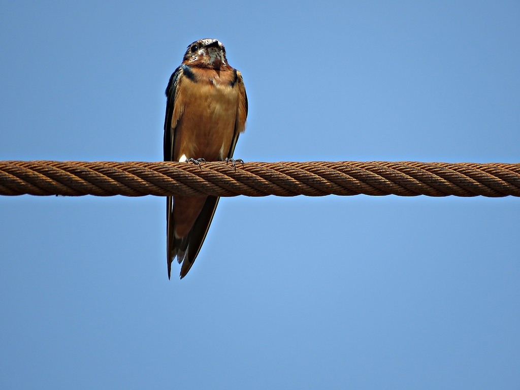 Golondrina Común - ML458956951